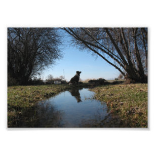 Zuverlässiger Bauernhof-Hund Fotodruck