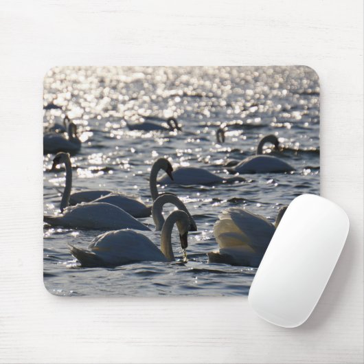 Zwanen in een groep op het water met glinsterend z mousepad (Mit Mouse)