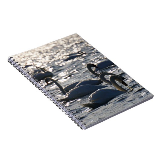Zwanen in een groep op het water met glinsterend z notizblock (Rechte Seite)