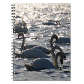 Zwanen in een groep op het water met glinsterend z notizblock (Vorderseite)