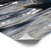 Zwanen in een groep op het water met glinsterend z poster (Ecke)