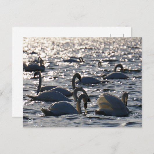 Zwanen in een groep op het water met glinsterend z postkarte (Vorne/Hinten)
