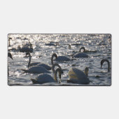 Zwanen in een groep op het water met glinsterend z schreibtischunterlage (Vorderseite)