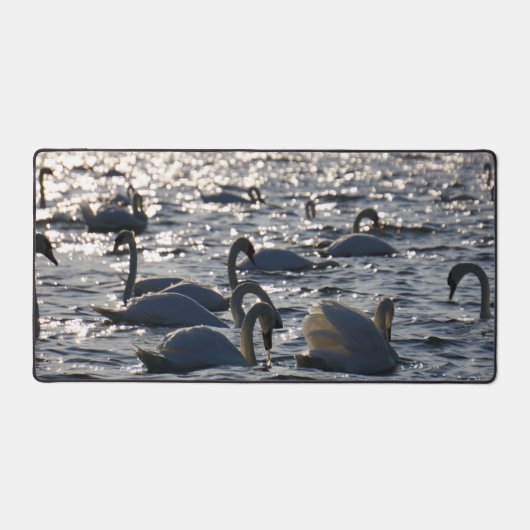 Zwanen in een groep op het water met glinsterend z schreibtischunterlage (Vorderseite)