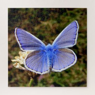 Zwarf Blue Butterfly Puzzle