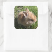 Zwarf Bunny Stickers (Tasche)