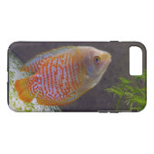 Zwarf Gourami Fish Case-Mate iPhone Hülle (Rückseite (Horizontal))
