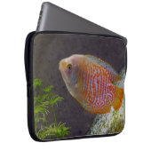 Zwarf Gourami Fish Laptopschutzhülle (Vorne Rechts)