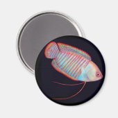 Zwarf Gourami Tropical Fish Magnet (Vorderseite/Rückseite)