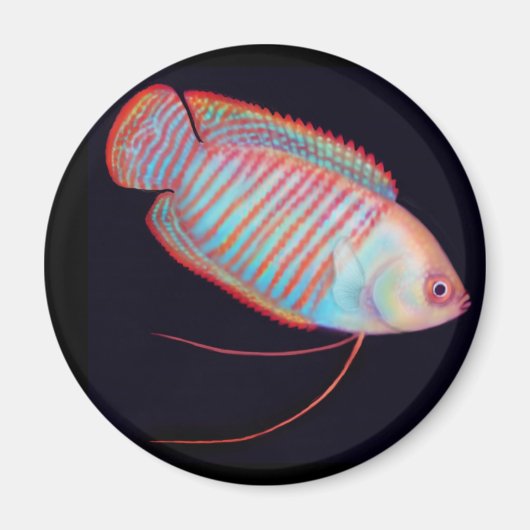 Zwarf Gourami Tropical Fish Magnet (Vorne)