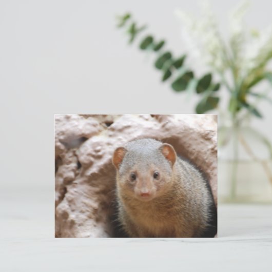 Zwarf Mongoose Postkarte (Stehend Vorderseite)