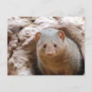 Zwarf Mongoose Postkarte