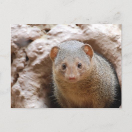 Zwarf Mongoose Postkarte (Vorderseite)