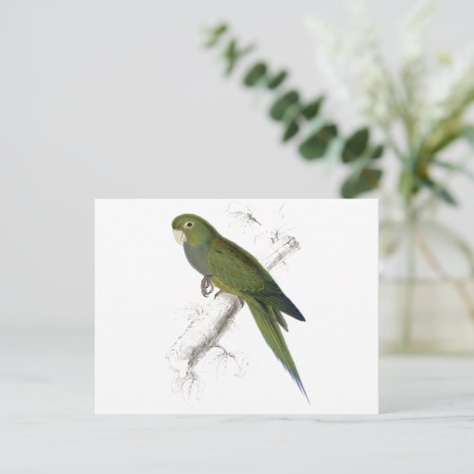 Zwarf Parrakeet-Maccaw von Edward Lear Postkarte (Stehend Vorderseite)