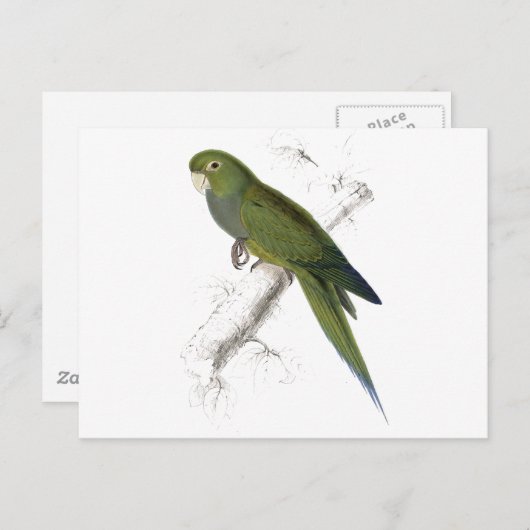 Zwarf Parrakeet-Maccaw von Edward Lear Postkarte (Vorne/Hinten)