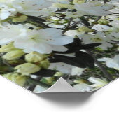 Zwarf White Azaleas Poster (Ecke)