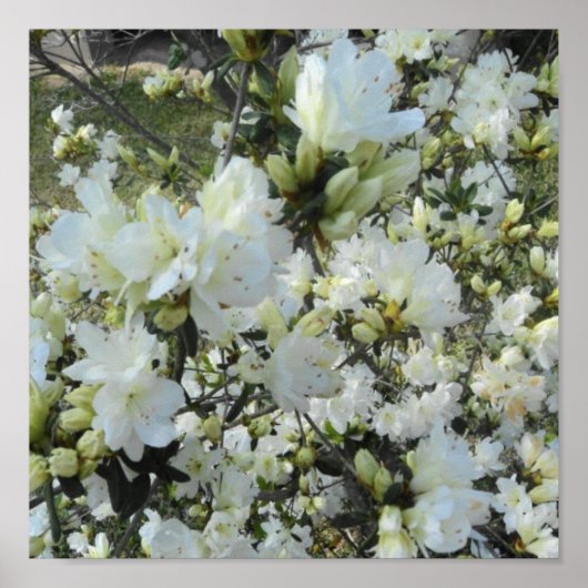 Zwarf White Azaleas Poster (Vorne)