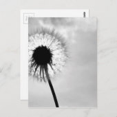 Zwart mit Paardebloem Black und White Dandelion Postkarte (Vorne/Hinten)