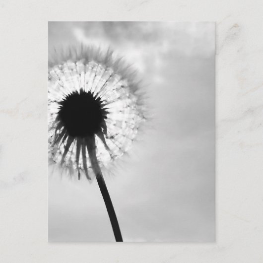 Zwart mit Paardebloem Black und White Dandelion Postkarte (Vorderseite)