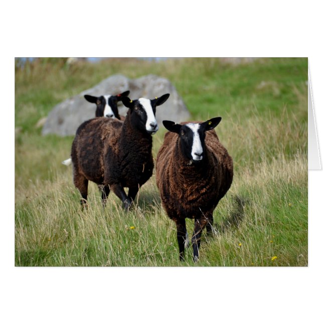 Zwartbles Schafe (Vorderseite (Horizontal))