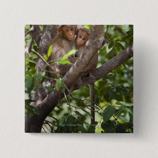 Zwei Affen in einem Baum Button (Vorderseite)