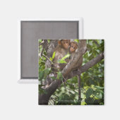 Zwei Affen in einem Baum Magnet (Vorderseite/Rückseite)