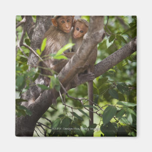 Zwei Affen in einem Baum Magnet