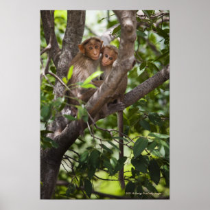 Zwei Affen in einem Baum Poster
