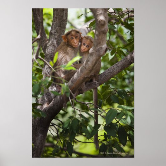Zwei Affen in einem Baum Poster (Vorne)