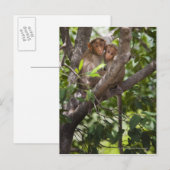 Zwei Affen in einem Baum Postkarte (Vorne/Hinten)