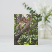 Zwei Affen in einem Baum Postkarte (Stehend Vorderseite)