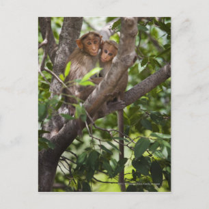Zwei Affen in einem Baum Postkarte