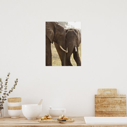 Zwei afrikanische Bush-Elefanten (Loxodonta Africa Poster (Küche)