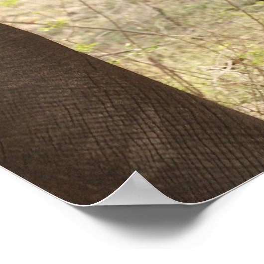 Zwei afrikanische Bush-Elefanten (Loxodonta Africa Poster (Ecke)