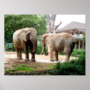 Zwei afrikanische Elefanten Poster