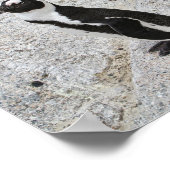Zwei afrikanische Pinguine, Boulders Beach, Südafr Poster (Ecke)