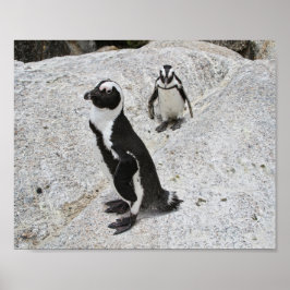 Zwei afrikanische Pinguine, Boulders Beach, Südafr Poster