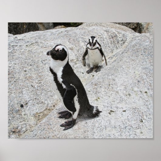 Zwei afrikanische Pinguine, Boulders Beach, Südafr Poster (Vorne)