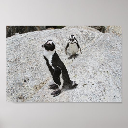 Zwei afrikanische Pinguine, Boulders Beach, Südafr Poster (Vorne)