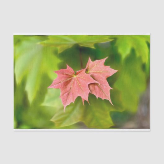 Zwei Ahorn-Blätter Seidenpapier (Vorderseite)