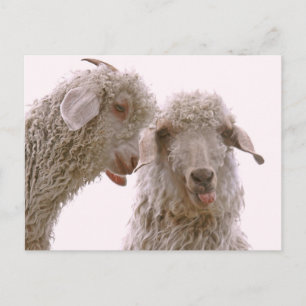 Zwei Alberne Ziegen Postkarte