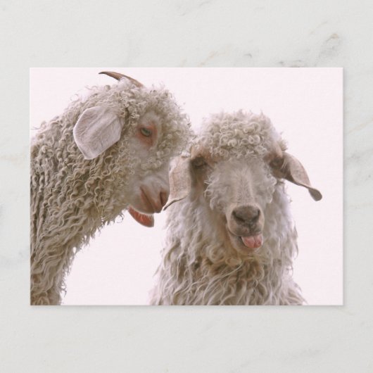 Zwei Alberne Ziegen Postkarte (Vorderseite)