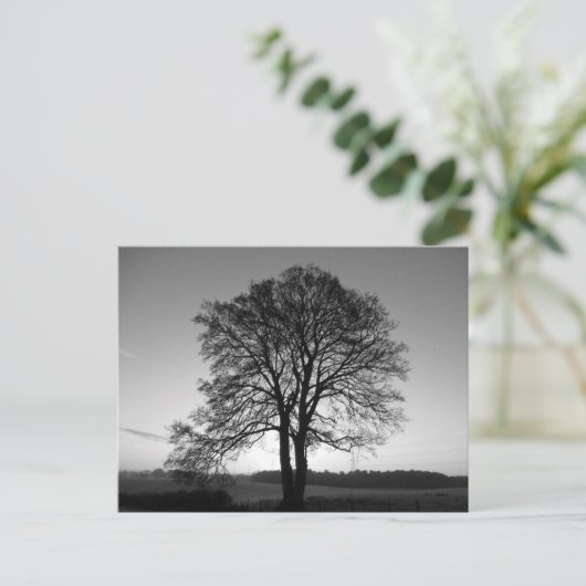 Zwei als eins: der Gabelbaum Postkarte (Stehend Vorderseite)
