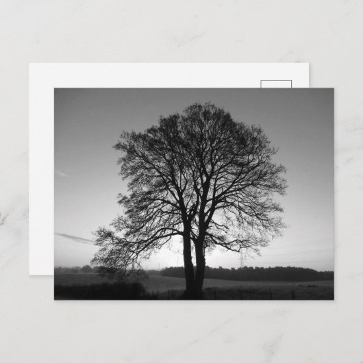 Zwei als eins: der Gabelbaum Postkarte (Vorne/Hinten)