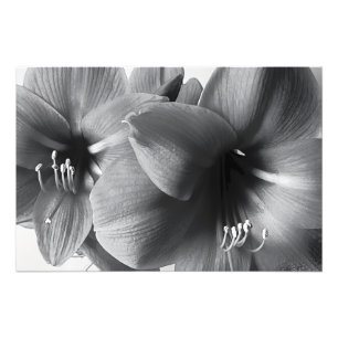 Zwei Amaryllis-Blumen Druck Foto Vergrößerung