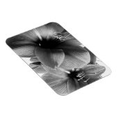 Zwei Amaryllis-Blumen Foto Magnet (Rechte Seite)