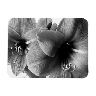 Zwei Amaryllis-Blumen Foto Magnet