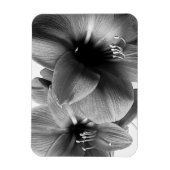 Zwei Amaryllis-Blumen Foto Magnet (Vertikal)