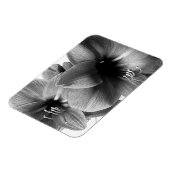 Zwei Amaryllis-Blumen Foto Magnet (Linke Seite)