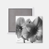 Zwei Amaryllis-Blumen Foto Magnet (Vorderseite/Rückseite)